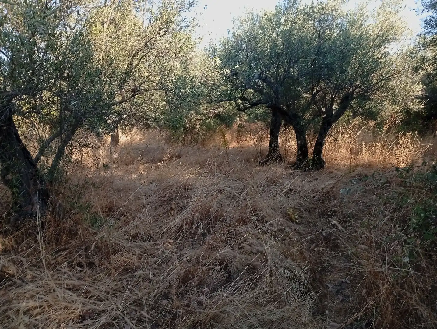 Terreni e lotti in vendita a Villanueva de la Vera, imagen 37