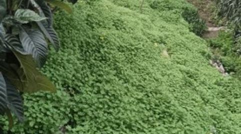 Photo 5 of Single-family semi-detached for sale in Torreblanca del Sol, Fuengirola