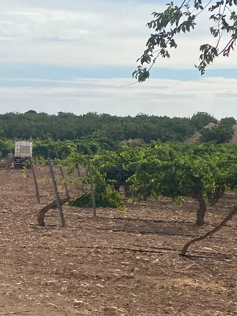 Terreno en venta en Tomelloso