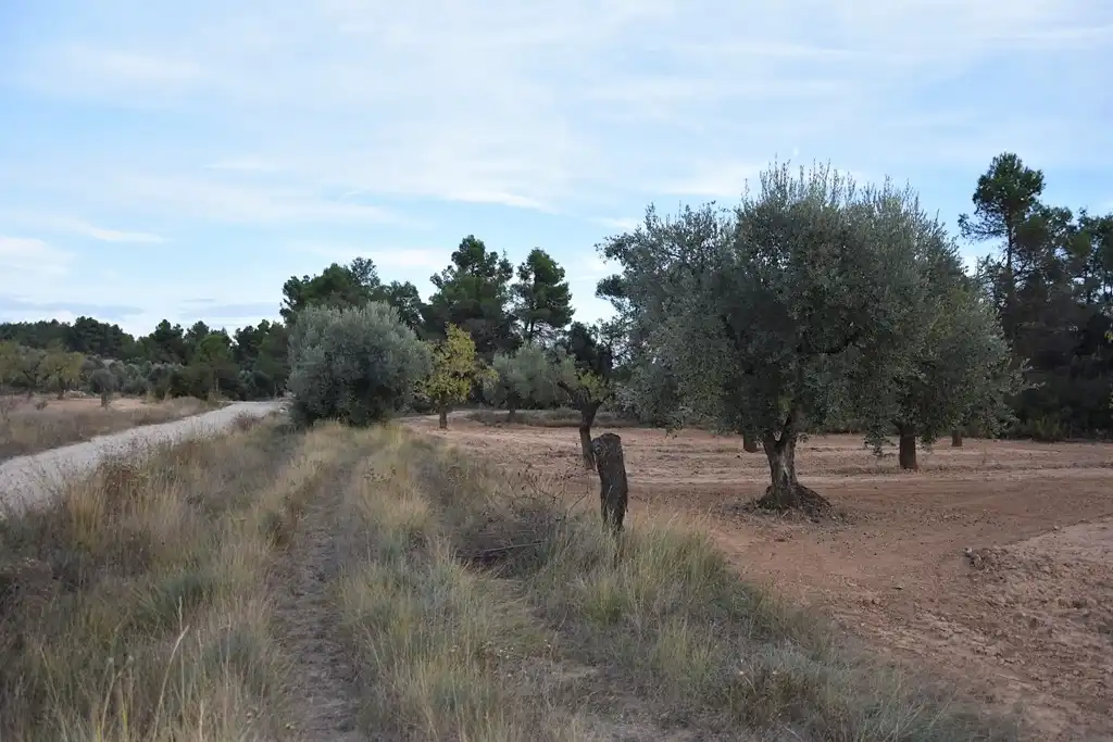 Terreni e lotti in vendita a Valderrobres, imagen 15