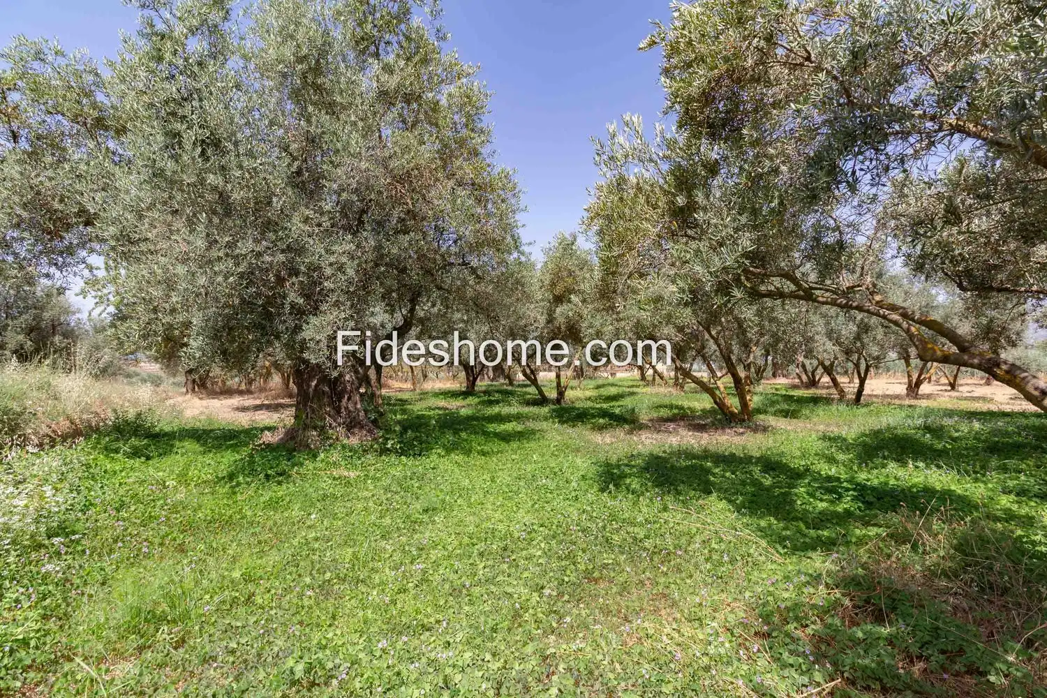 Rural land for sale in XFG2+MG9 Nigüelas 0, imagen 37