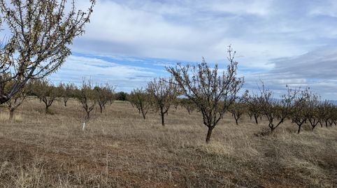 Finca de almendros en Padul - Granada, imagen 4