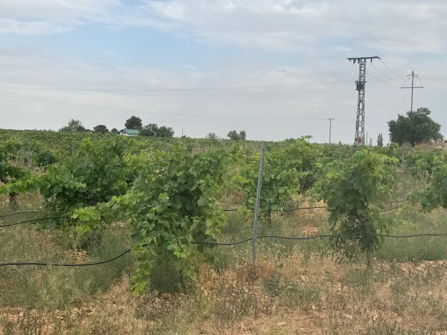 Houses for sale in Daimiel