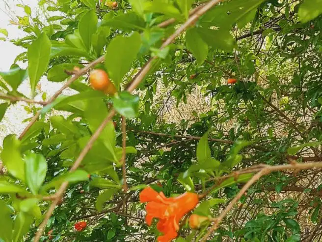 Jardín de Terreno en venta en El Pinar