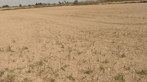 Foto 4 de Terreny en venda a Partida Daimes, 150, La Foia - Daimés - Asprella, Elche / Elx