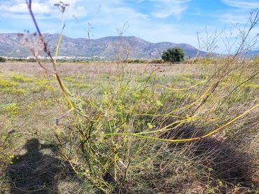 Terrenys i solars en venda a Vilamacolum