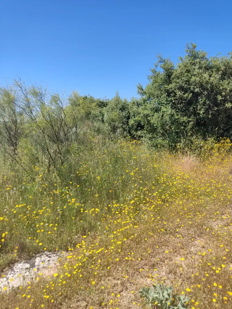 Land for sale in Navalcarnero