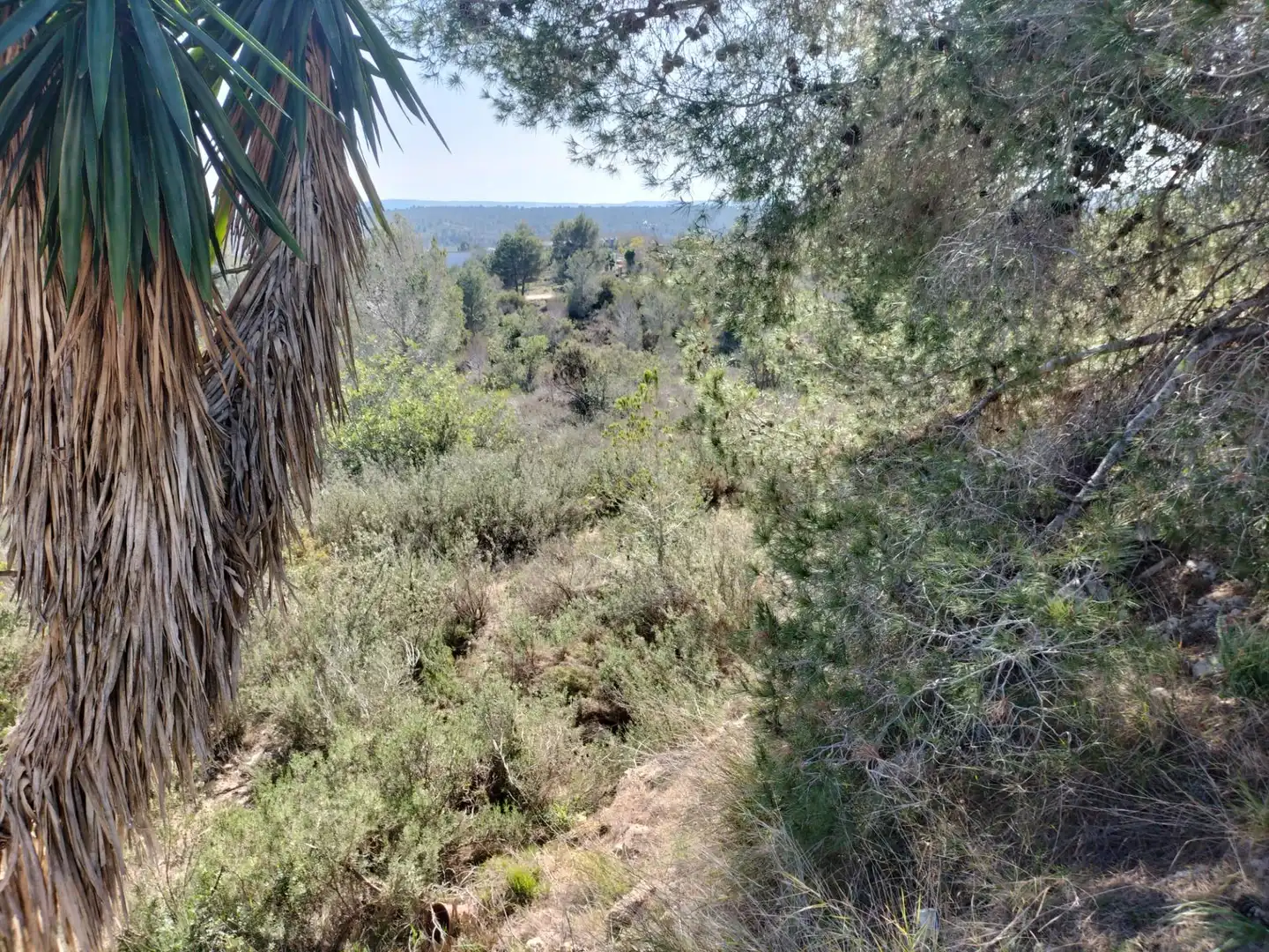Terreno rustico in vendita a Polígono 9 Parcela 578 EL PORRE. NAVARRES (VALENC, imagen 13