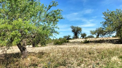 Foto 2 de Terreny en venda a Polígono 10 Parcela 488 la Loma. Navarres (valenc, Navarrés, Valencia