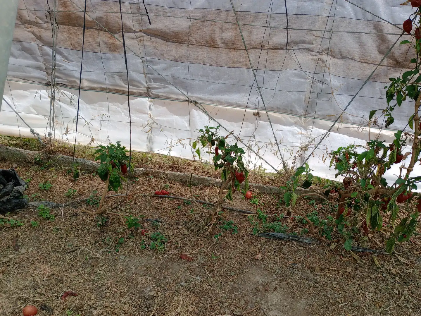 Casa rústica amb piscina en venda a Ítrabo, imagen 18