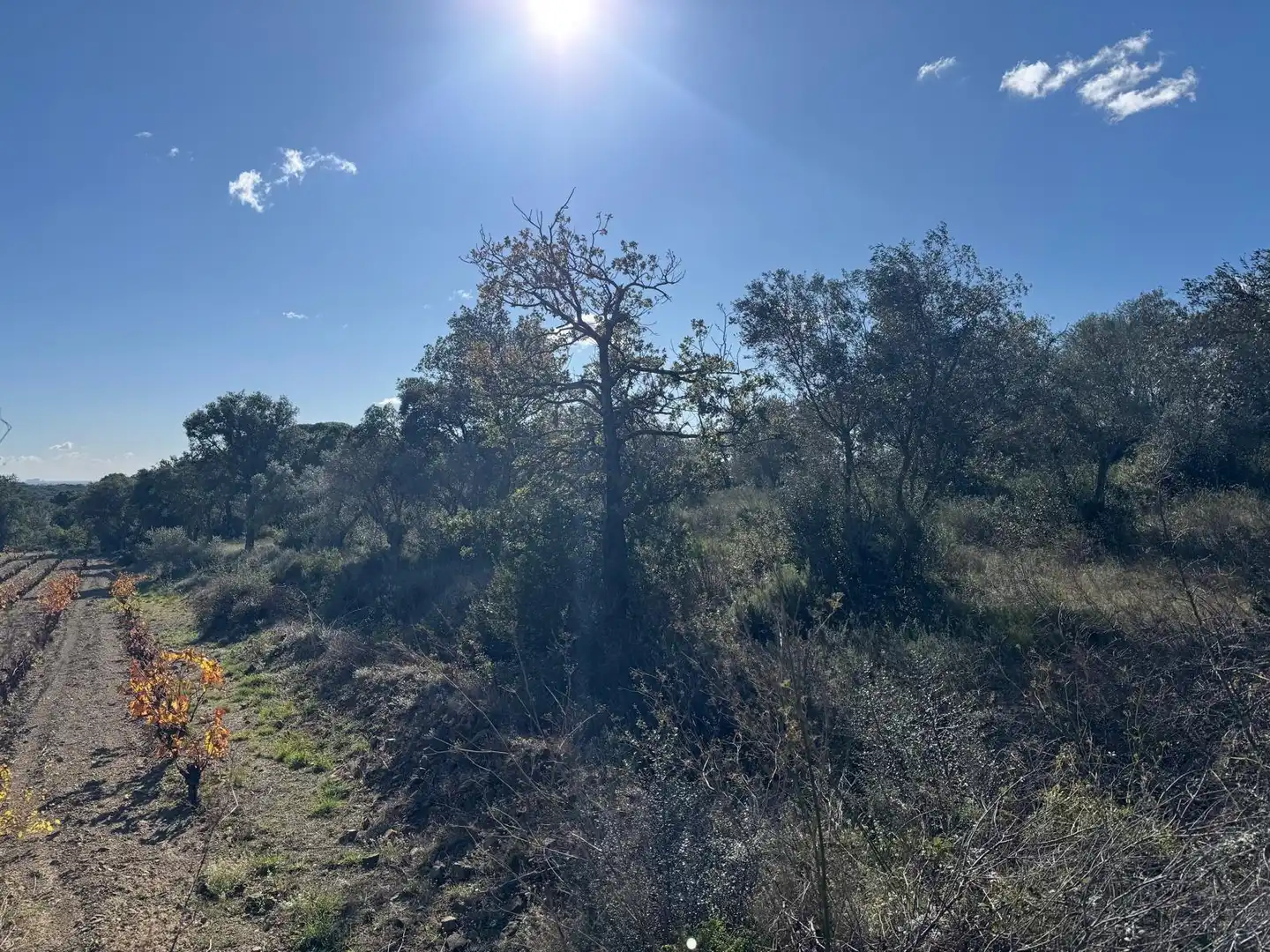 Rural land for sale in Rabós, imagen 9