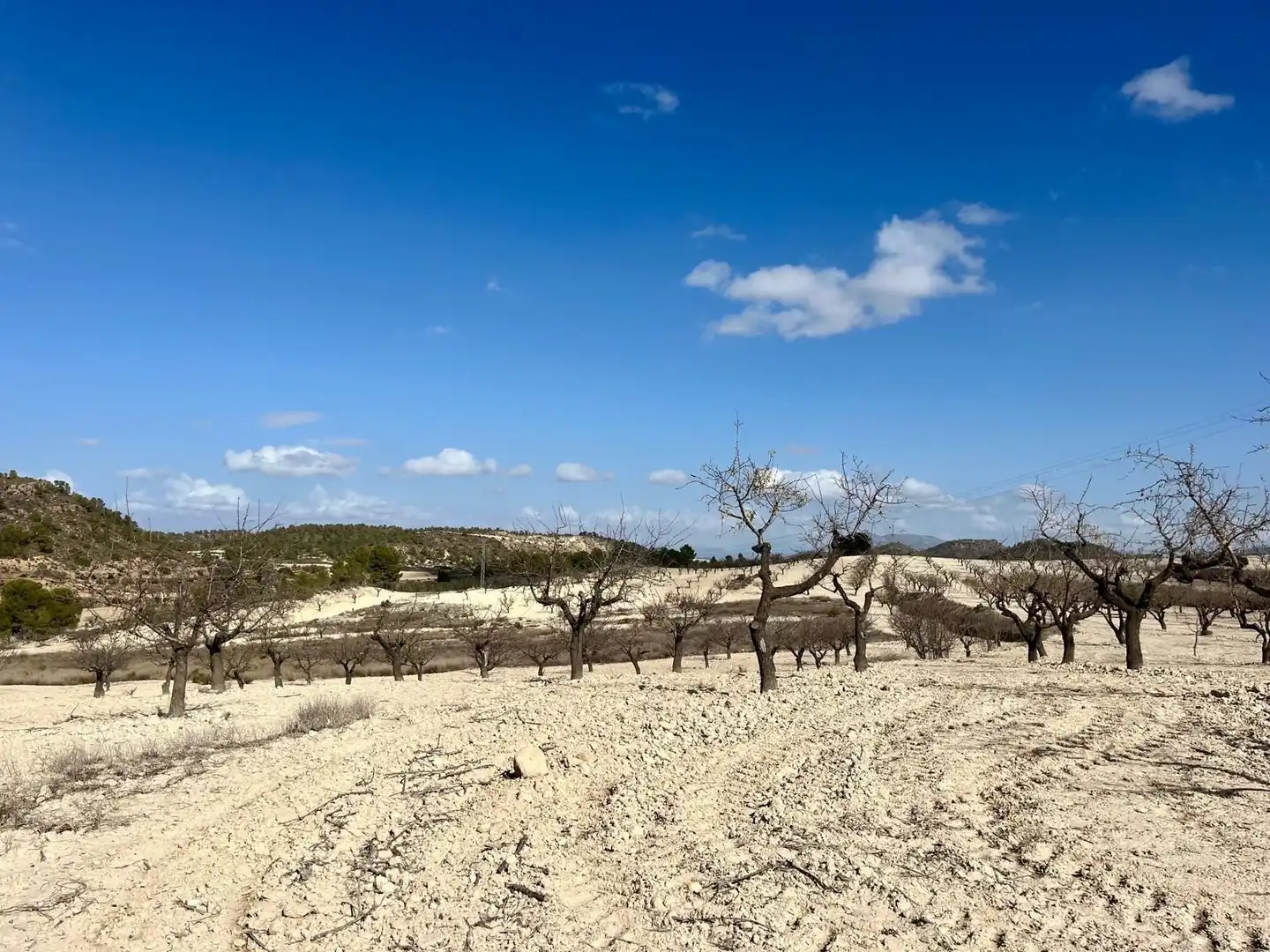 Lands and plots for sale in Bullas, imagen 7