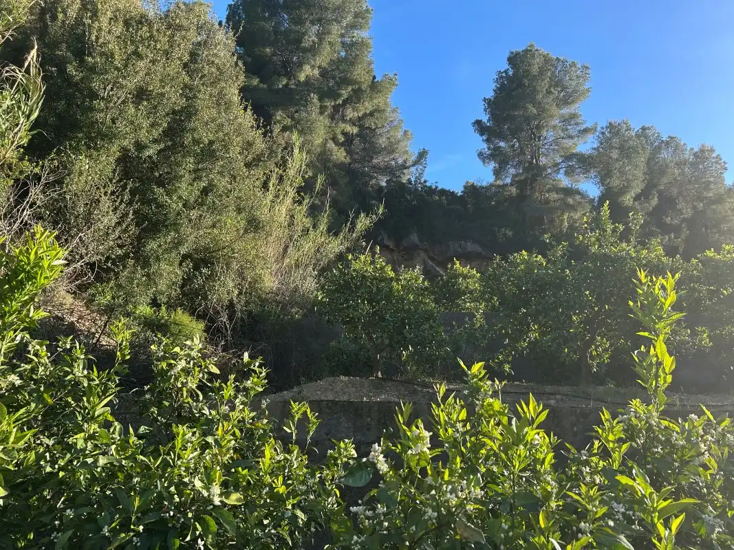 Finca rústica en venda en Oliva amb Moblat
