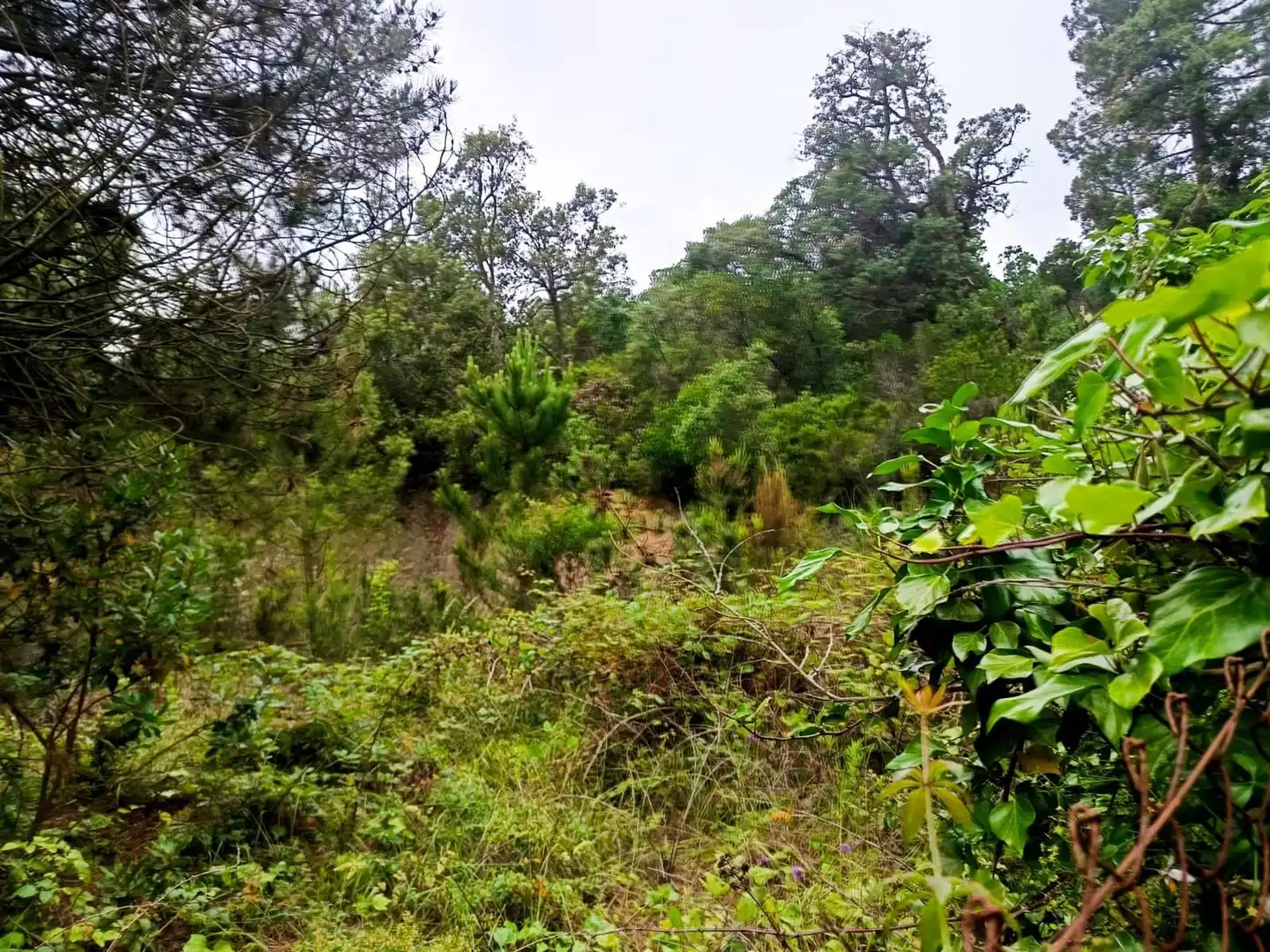Lands and plots for sale in Llagostera, imagen 7