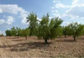 Rustikales Grundstück zum Verkauf in Requena, imagen 3