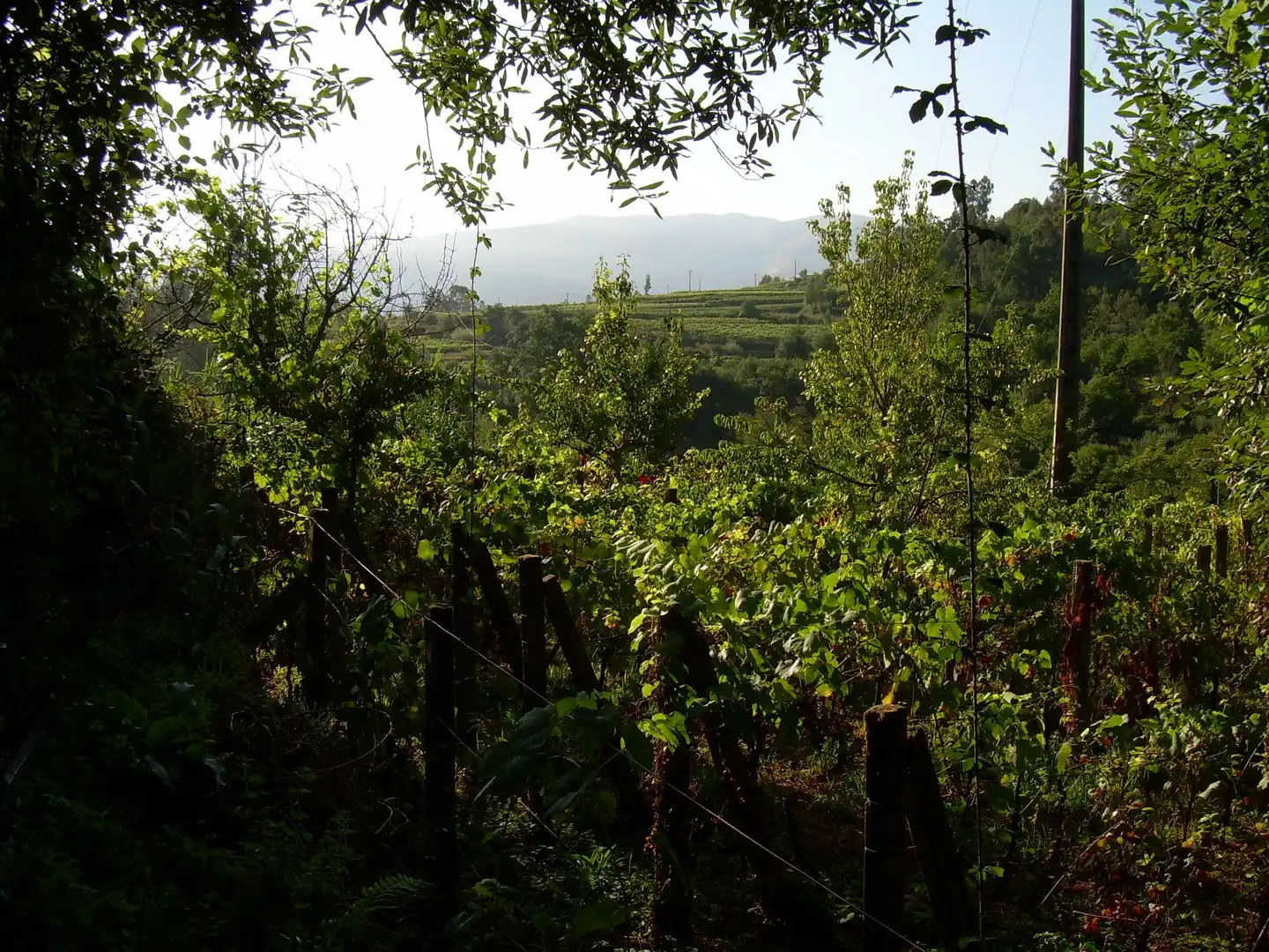 Terreny rústic en venda a A Cañiza, imagen 11