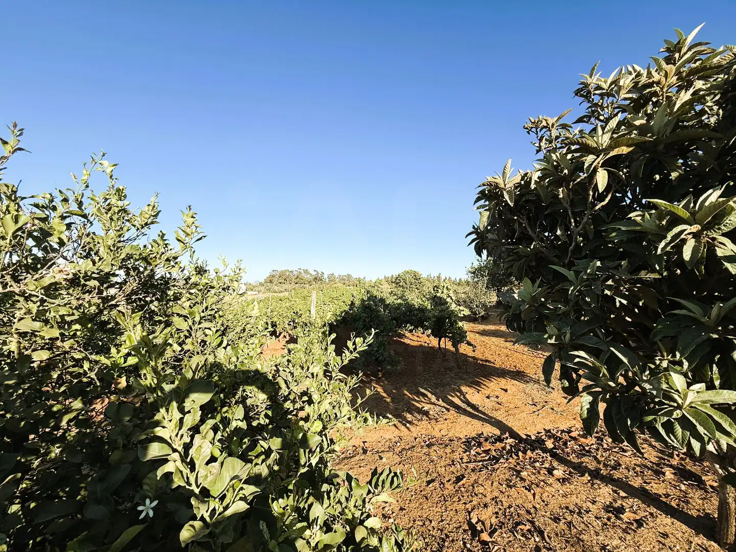 Terreni e lotti in vendita a DS PAGO MELILLA 536 POLIGONO 16 PARCELA 536, imagen 6