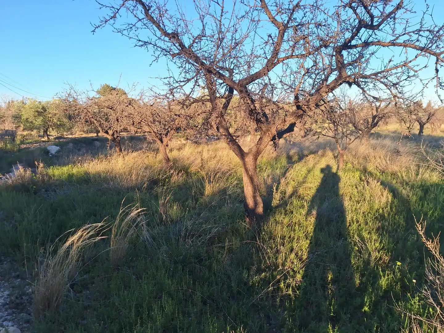 Terreny en venda en San Vicente del Raspeig / Sant Vicent del Raspeig