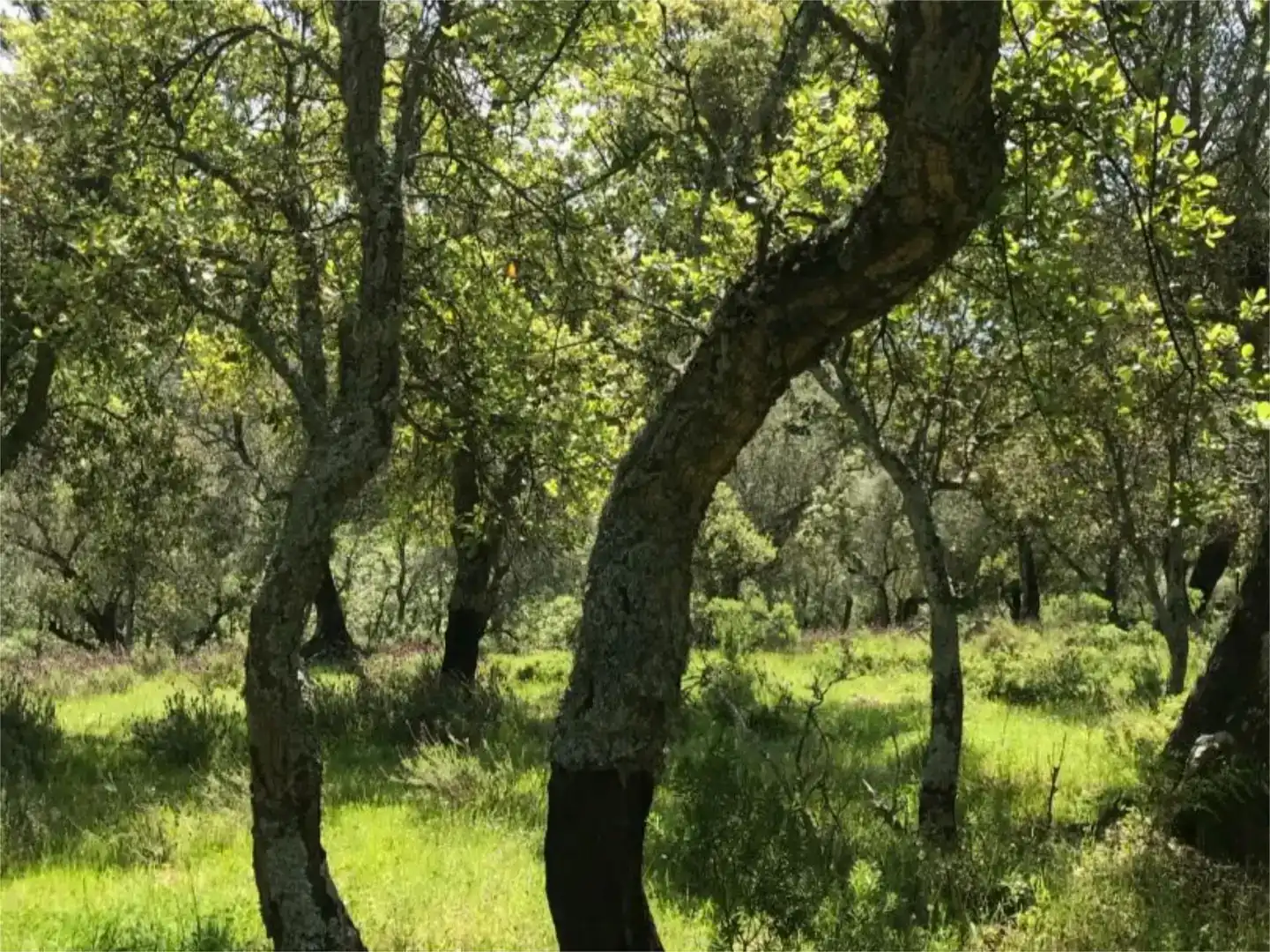 Terreno en venta en Calera de León