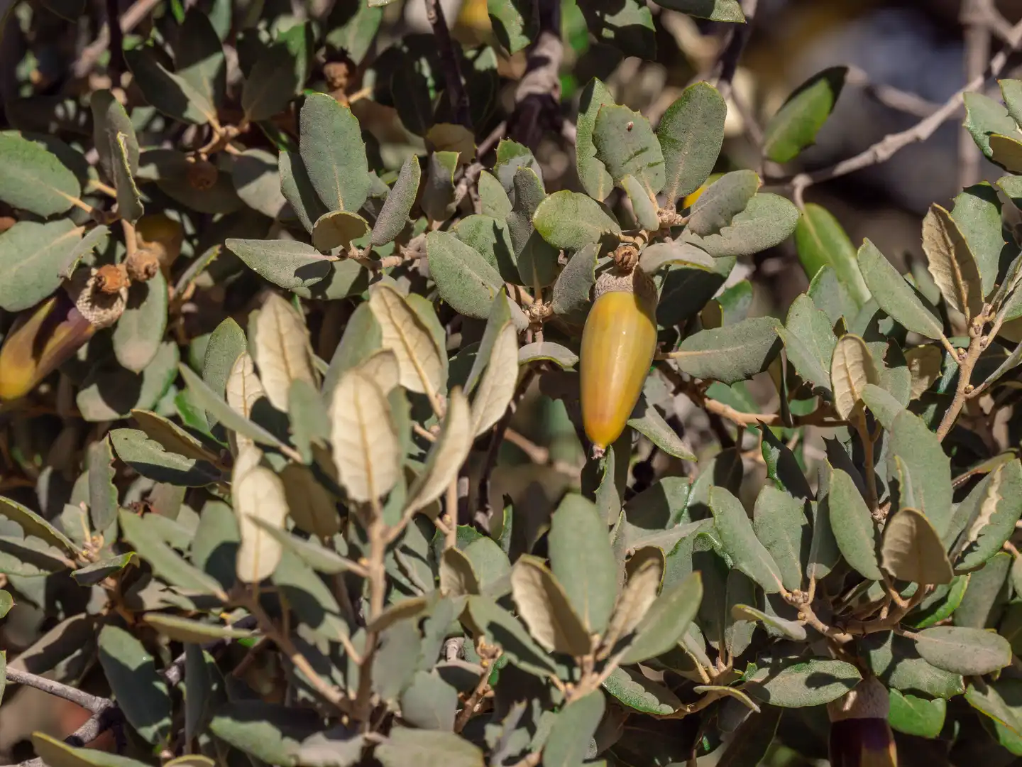 Garten von Grundstücke zum Verkauf in Alhama de Granada