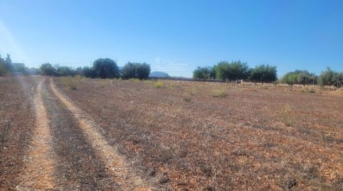 Se vende terreno en Algaida, Mallorca.