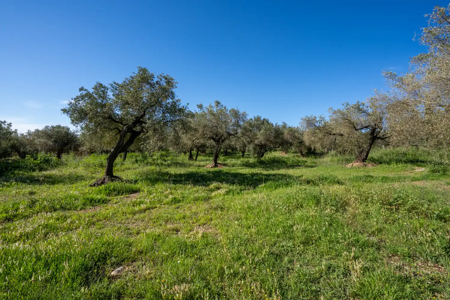Terreno en venta en Rossell, Castellón