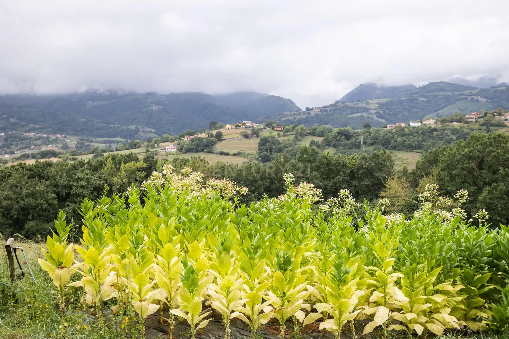 Maison à vendre à Sebares, Piloña, Asturias, Spain 28, imagen 54