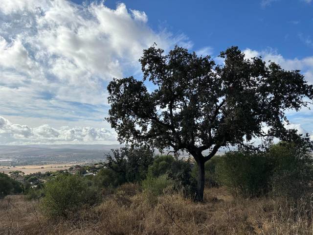 Terreno residencial en Venta en Alcolea