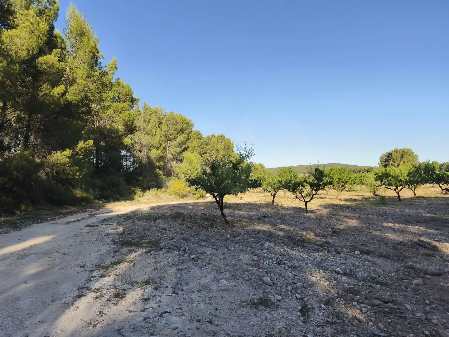 Terreno rustico in vendita a Moratalla, imagen 31