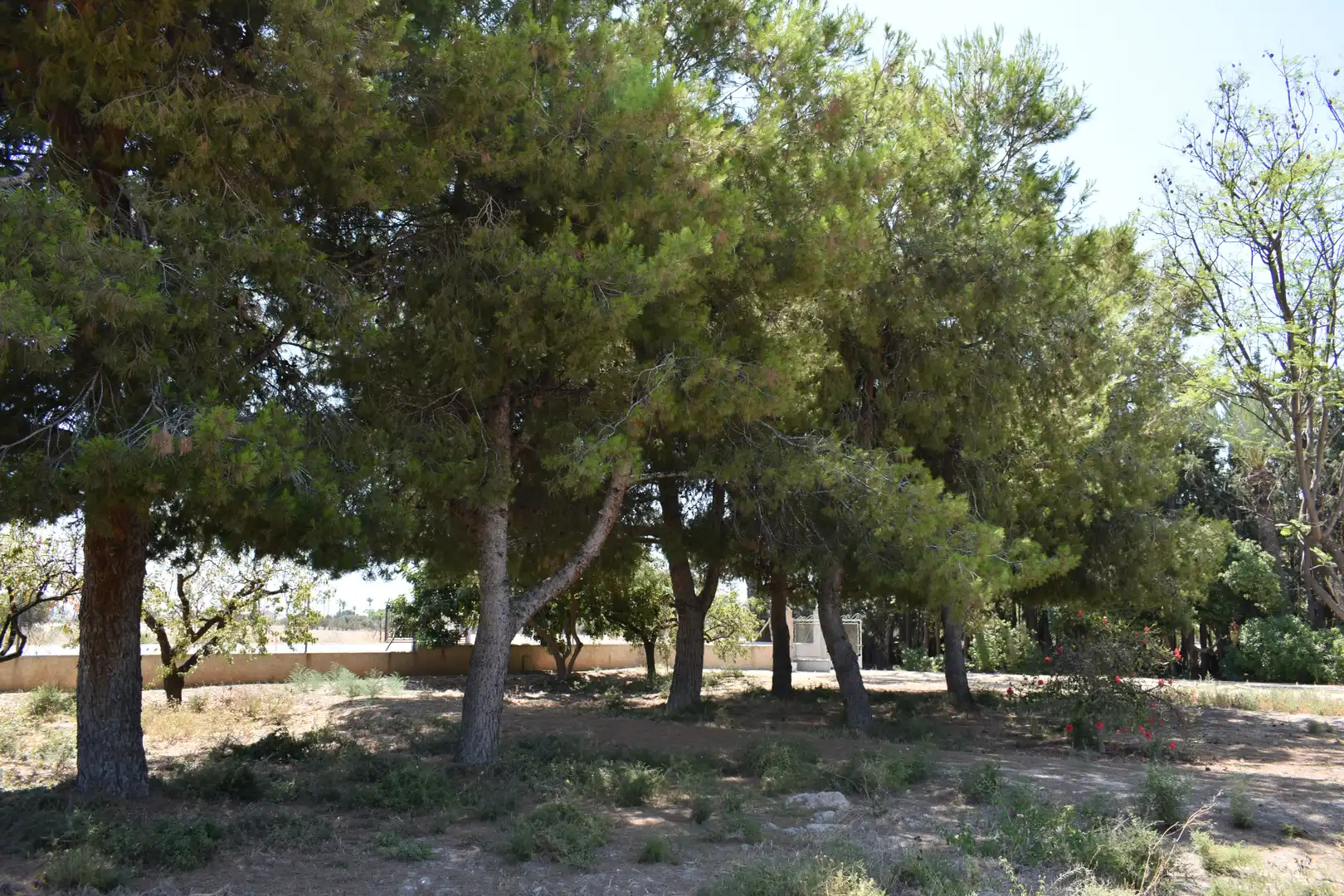 Casa o chalet en venta en Elche / Elx con Jardín privado y Amueblado