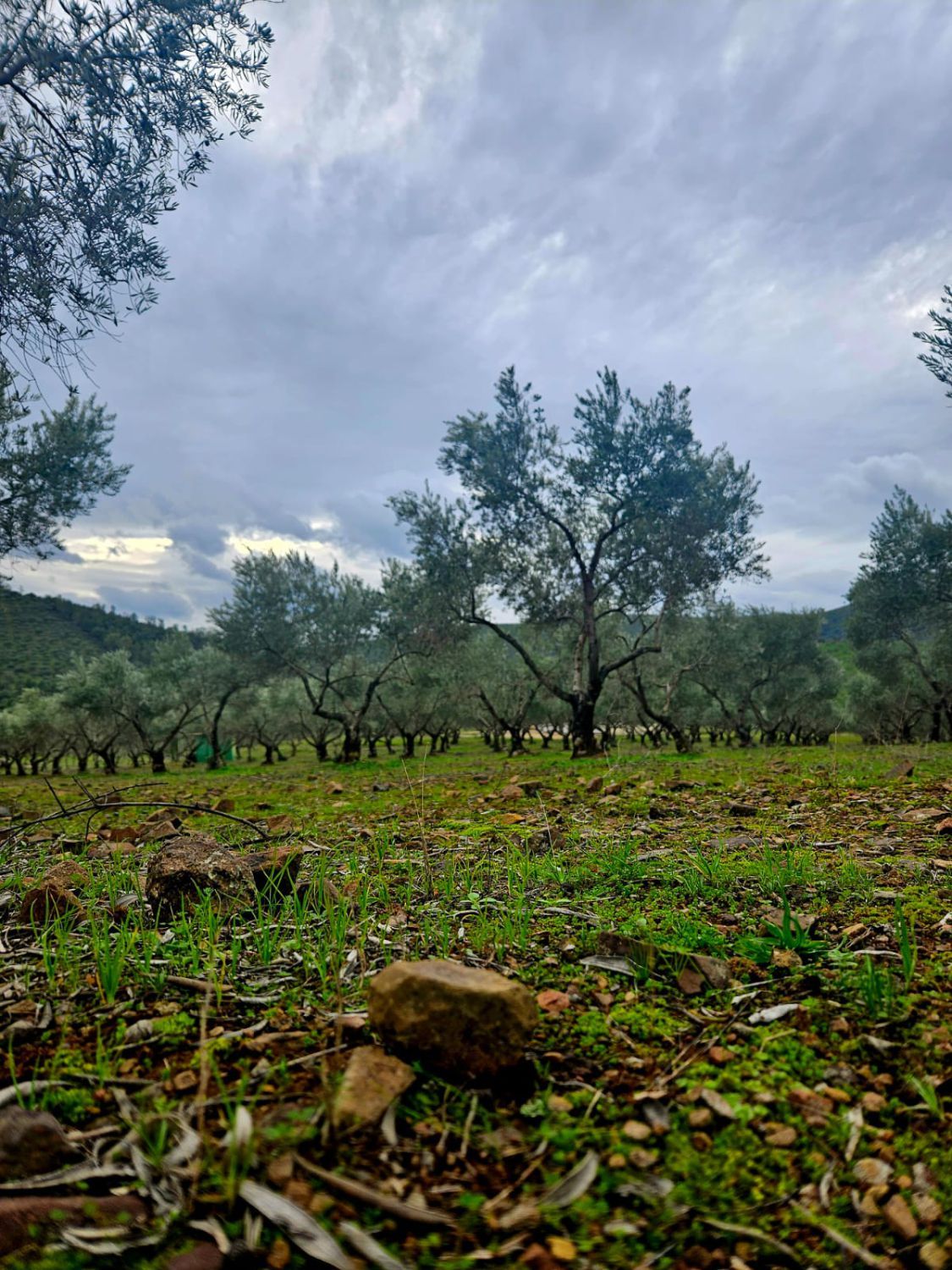 Finca rústica en venta en Llerena
