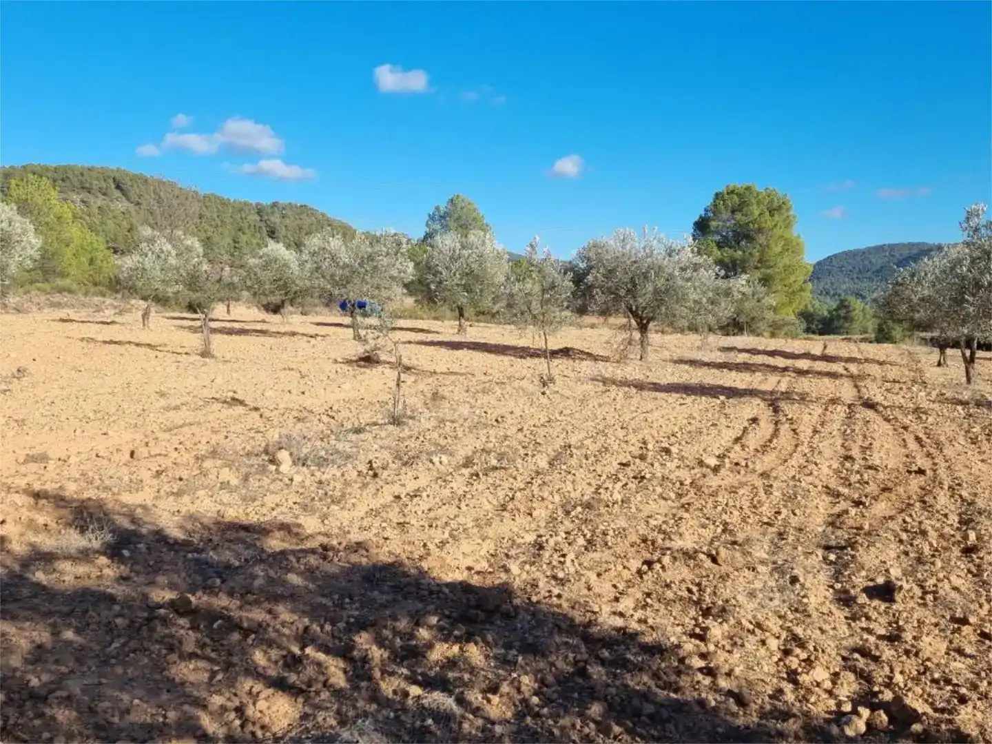 Terreno en venta en Cofrentes