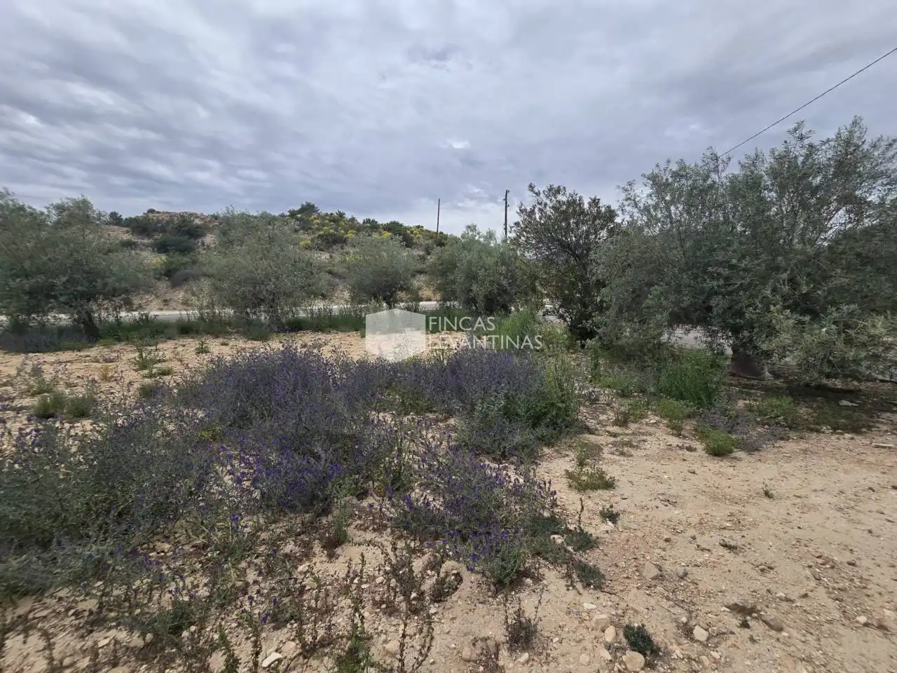 Casa o chalet en venta en Novelda con Terraza y Piscina