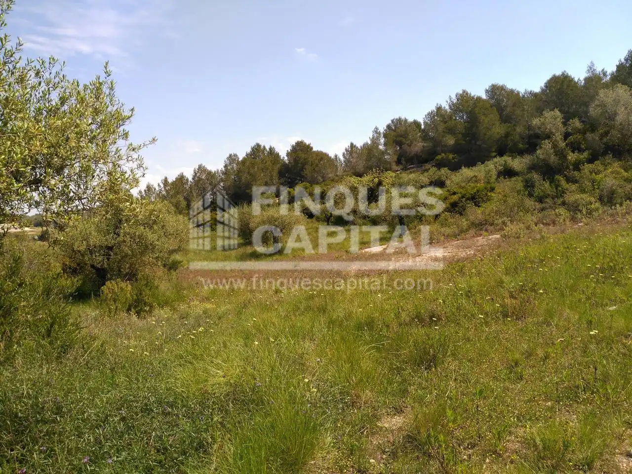 Terreny rústic en venda a Els Monjos, imagen 10