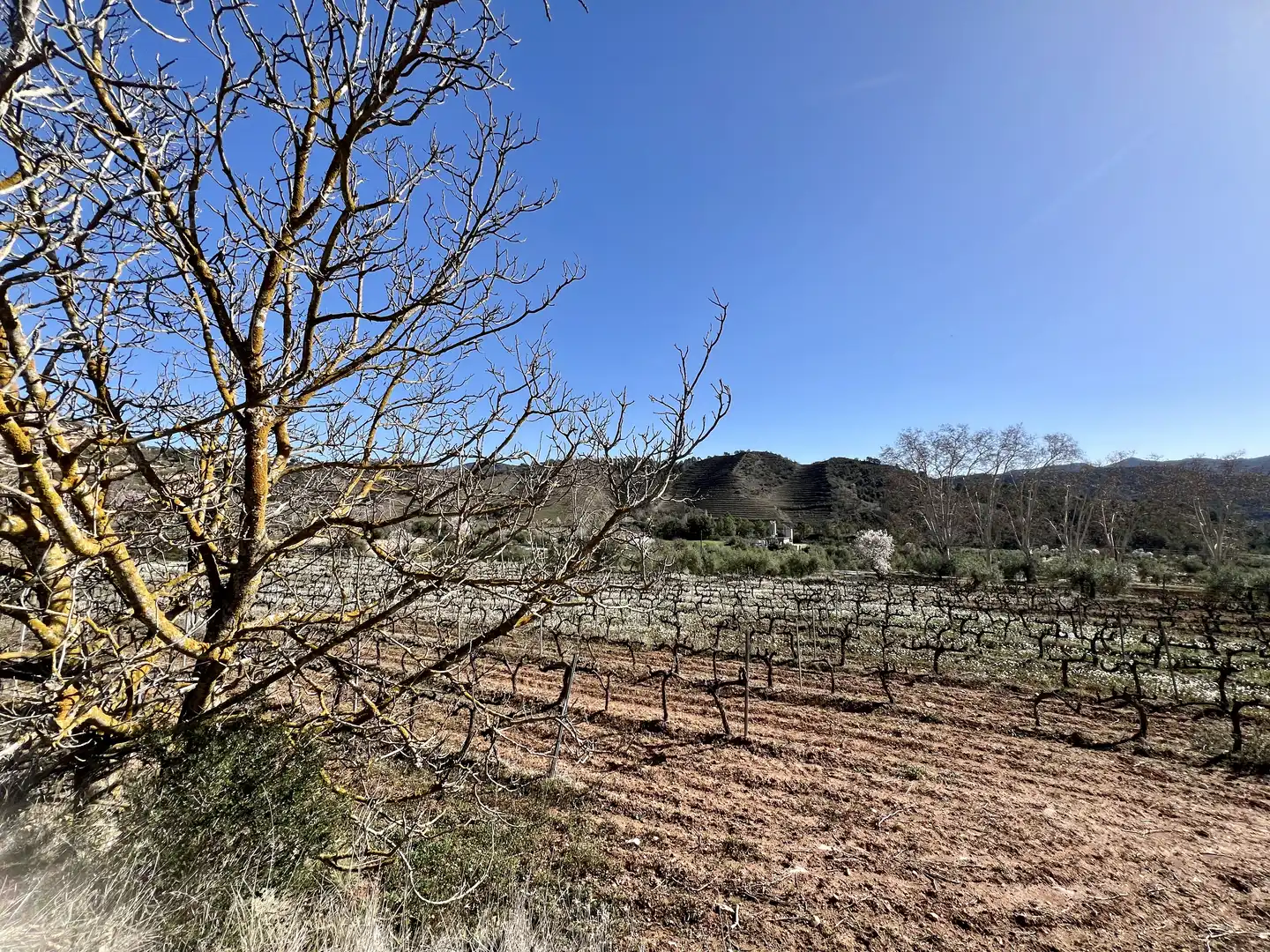 Rural land for sale in Cornudella de Montsant, imagen 12