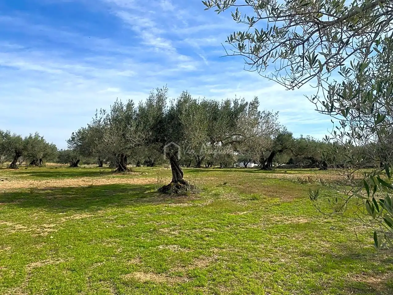 Terreno rustico in vendita a Planas, imagen 7