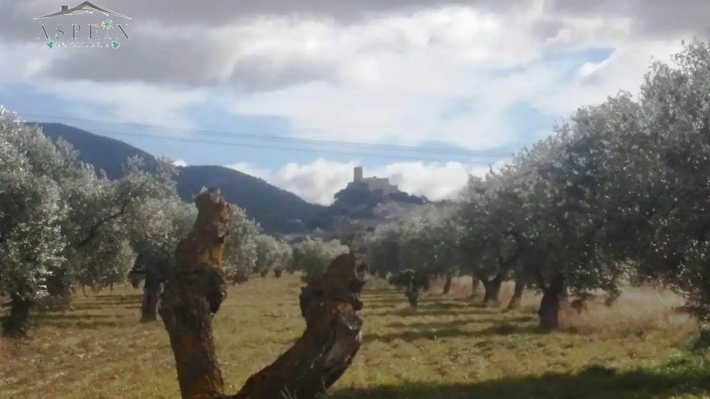 Rural land for sale in Biar, imagen 5