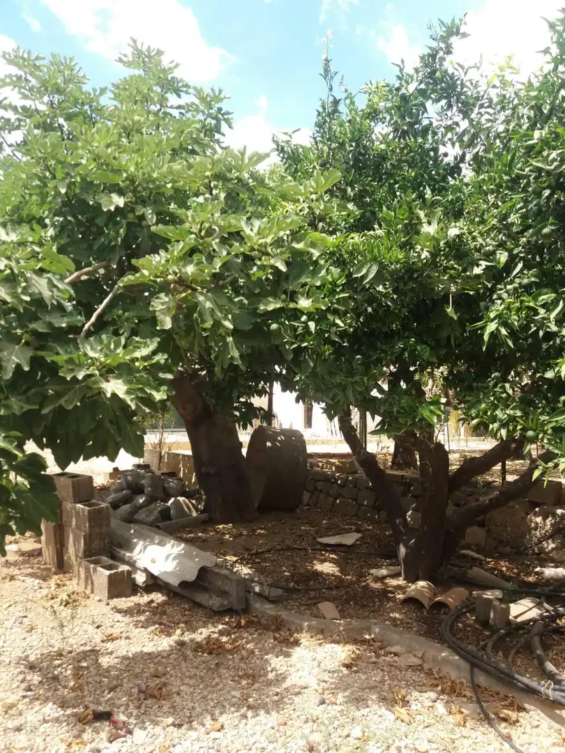 Lands and plots for sale in Sa Pobla, imagen 16