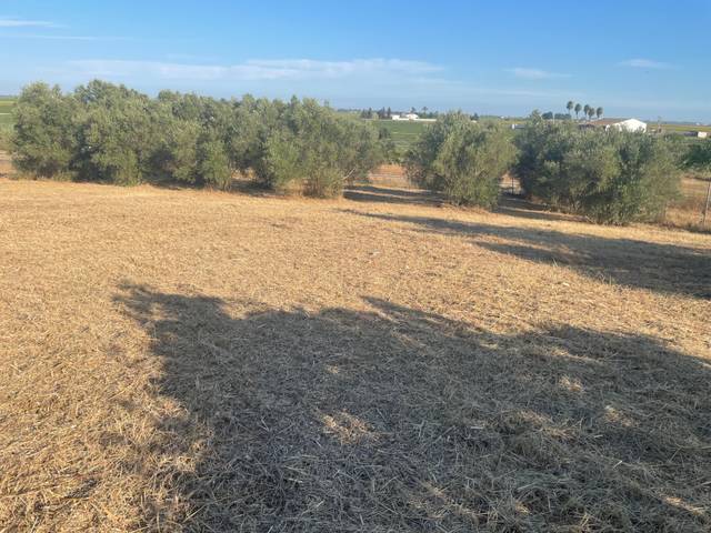 Terreno en Venta en A8050, 20 en La Puebla del Río