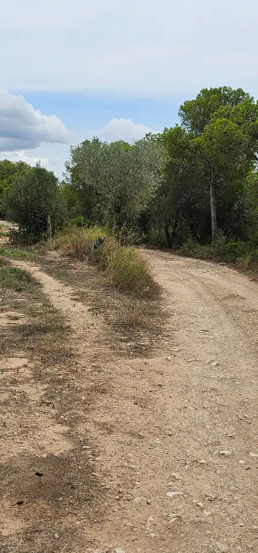 Land for sale in Móra d'Ebre