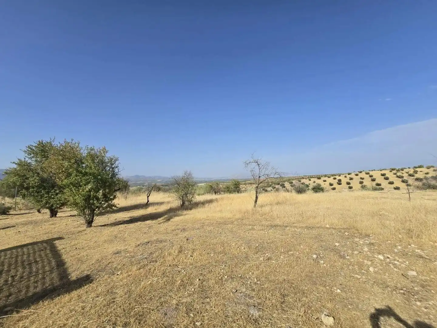 Terreny rústic en venda a Moraleda de Zafayona, imagen 4