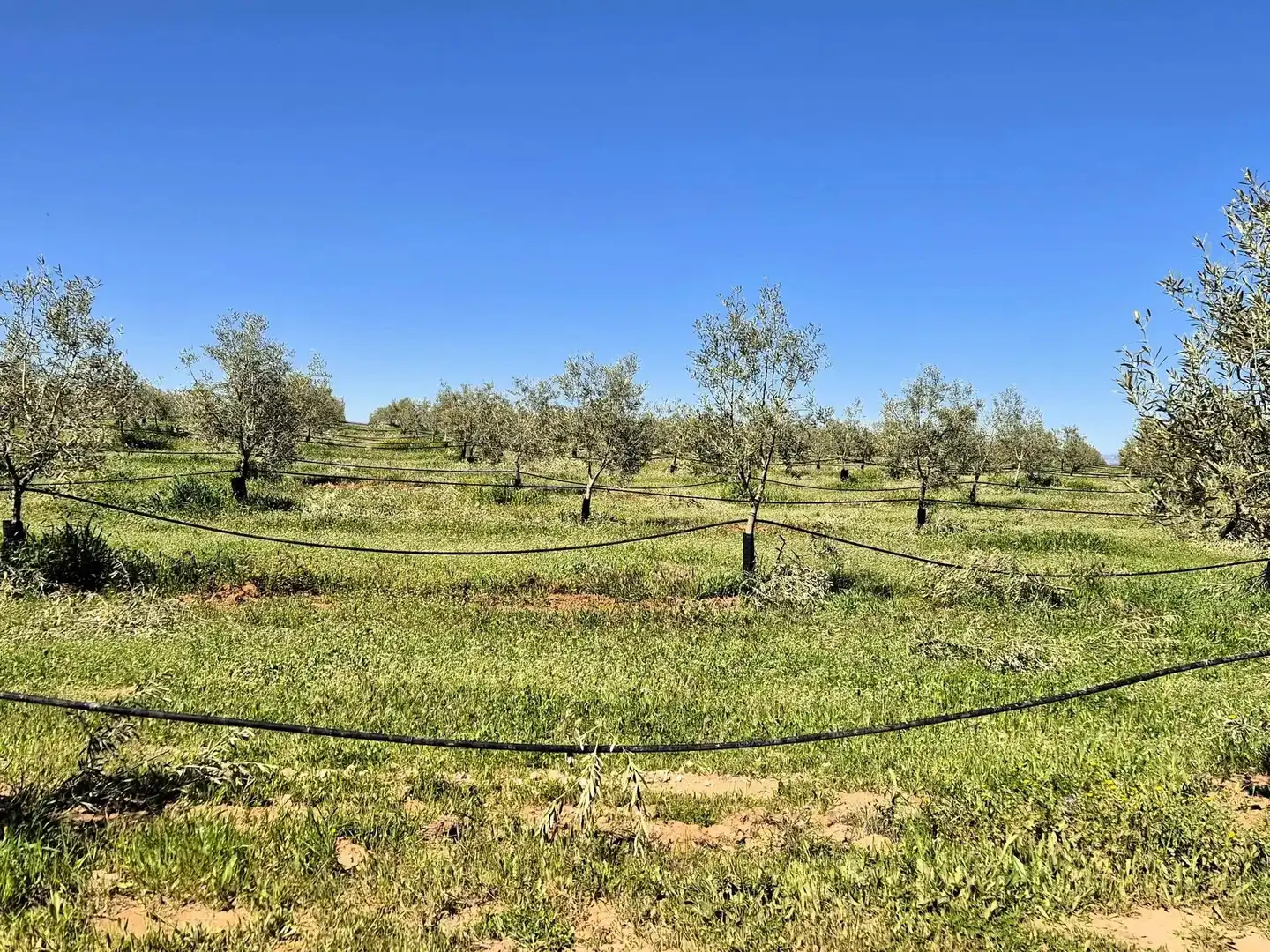 Terreny rústic en venda a Moraleda de Zafayona, imagen 10