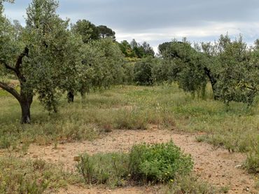 Rural land for sale in Carrer Carretera del Castell