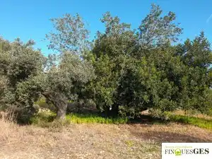 Terreno en venta en La Masó