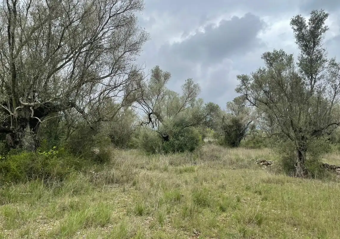 Rural land for sale in Ptda Mas De Rector, imagen 7