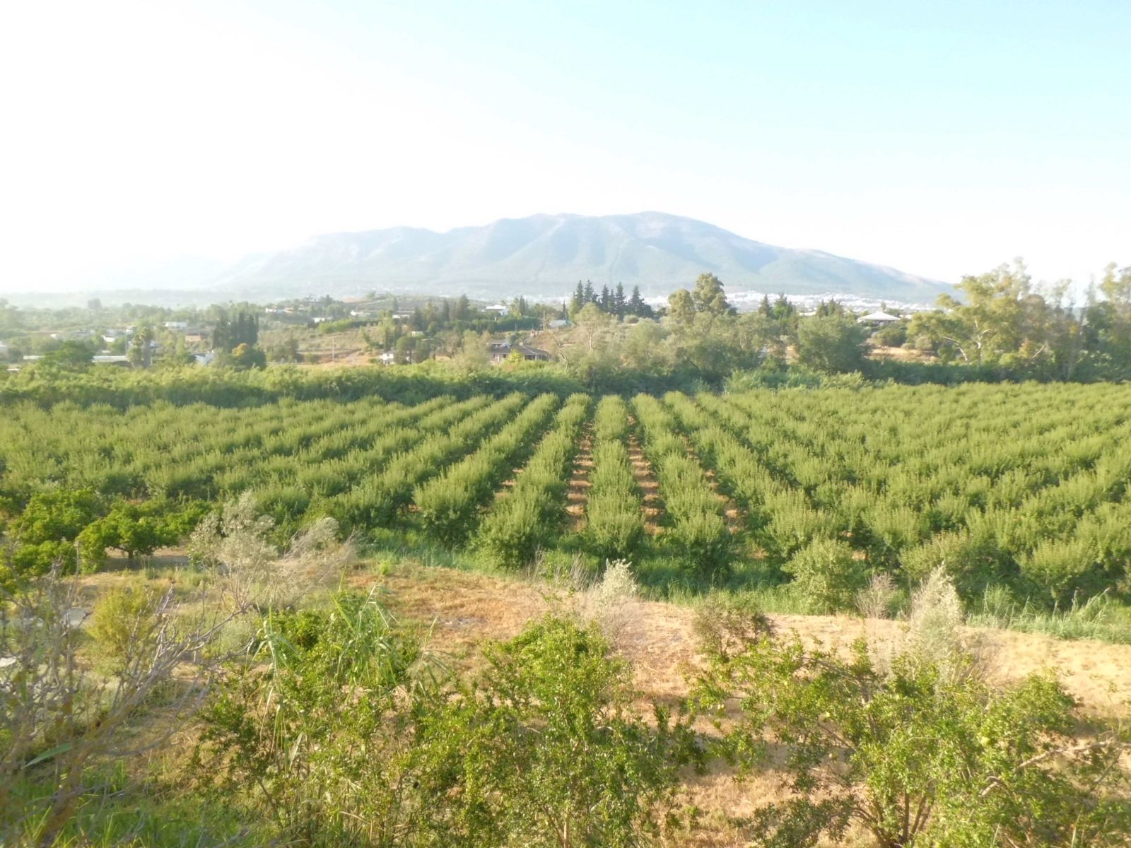 Finca rústica en venda a Villafranco del Guadalhorce, Alhaurín El Grande