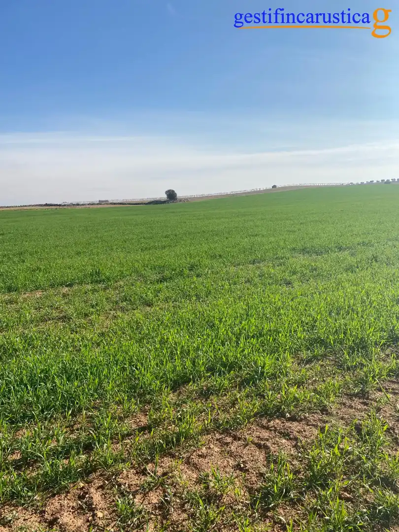 Rural land for sale in Plaza de España, imagen 11