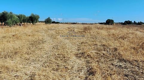 Terreno agrario 1 Hectarea, immagine 2
