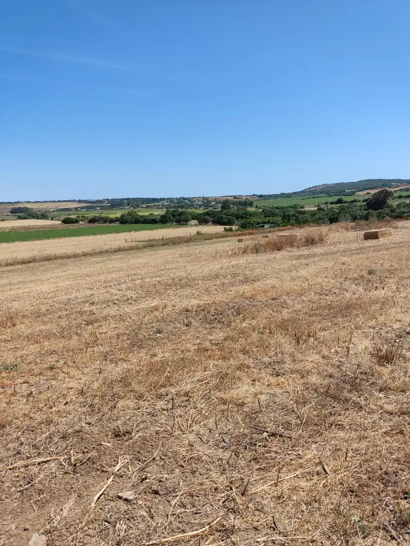 Country homes for rent in Medina Sidonia