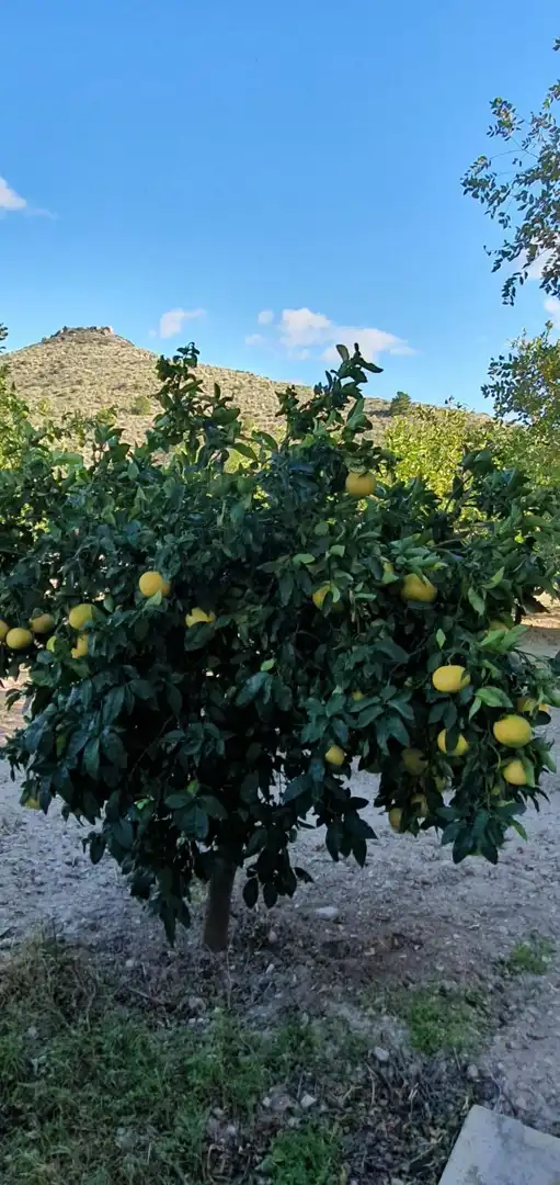 Jardín de Finca rústica en venta en Aigües con Jardín privado